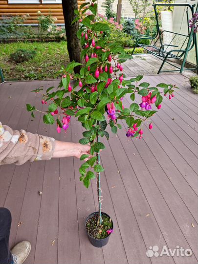 Фуксия на штамбе