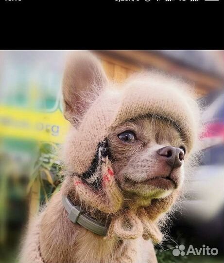 Шапочка для маленькой собачки