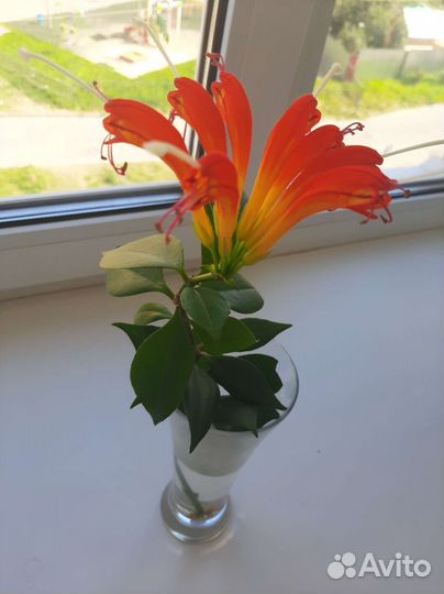 Эсхинантус жар птица