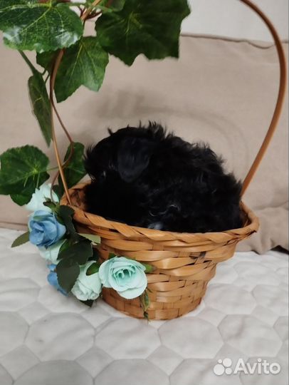 Цветные йорки