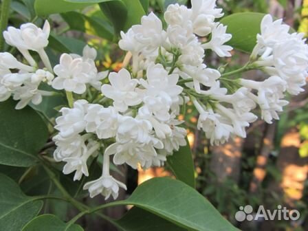 Кустарники красивоцветущие и плодовые