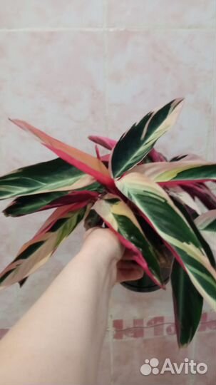 Строманта триколор