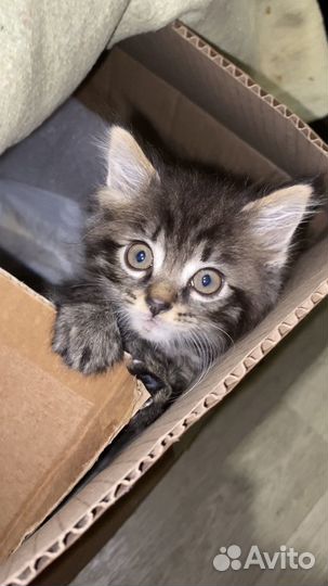 Котенок мальчик