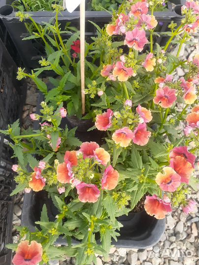 Петуния,бакопа,немезия,эустома, лобелия, рассада