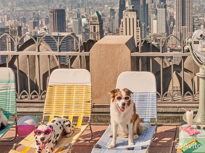 Фото-постер The Dogs Of New York City