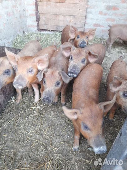 Поросята