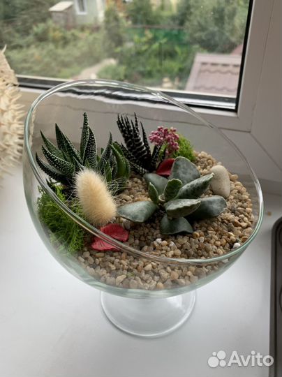 Флорариум суккуленты, подарок