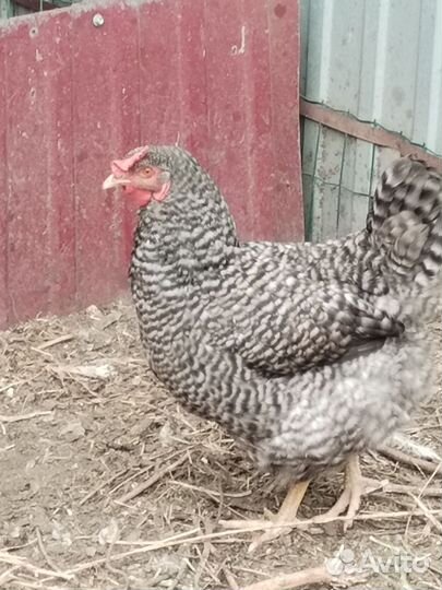 Куры несушки