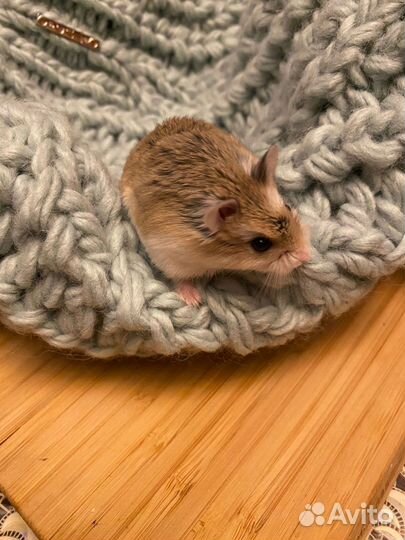 Хомяки Роборовского