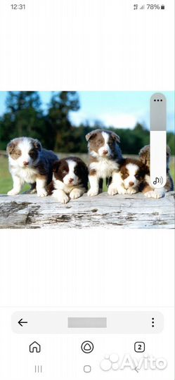 Отдам бесплатно в хорошие руки звонить в