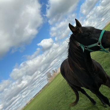 Лошадь меринь