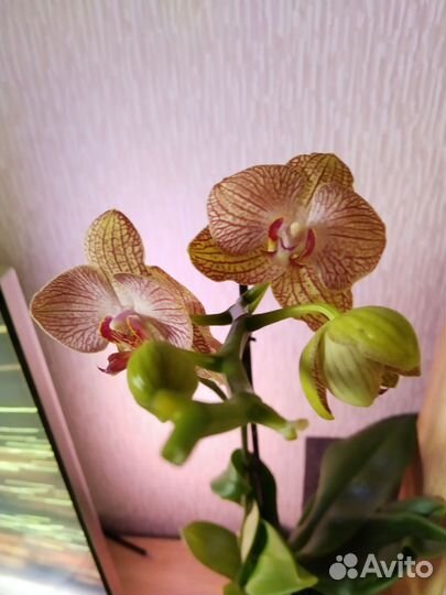 Орхидея фаленопсис