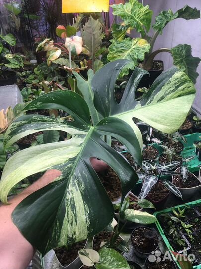 Монстера Мята (Monstera Mint) - Черенок