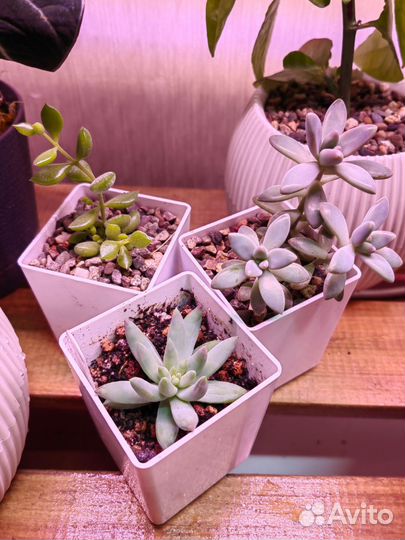 Суккуленты