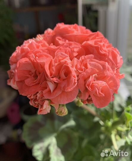 Пеларгония герань