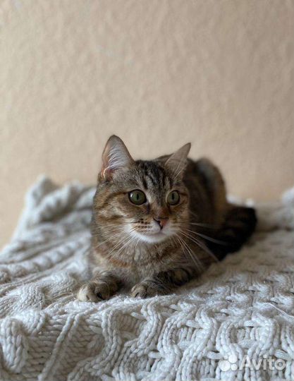 Кошка Пчёлка уже давно ищет дом