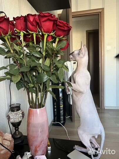 Донской сфинкс вязка