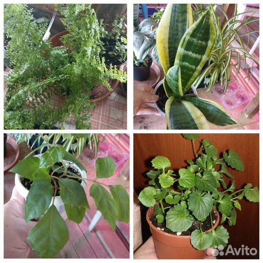 Комнатные цветы