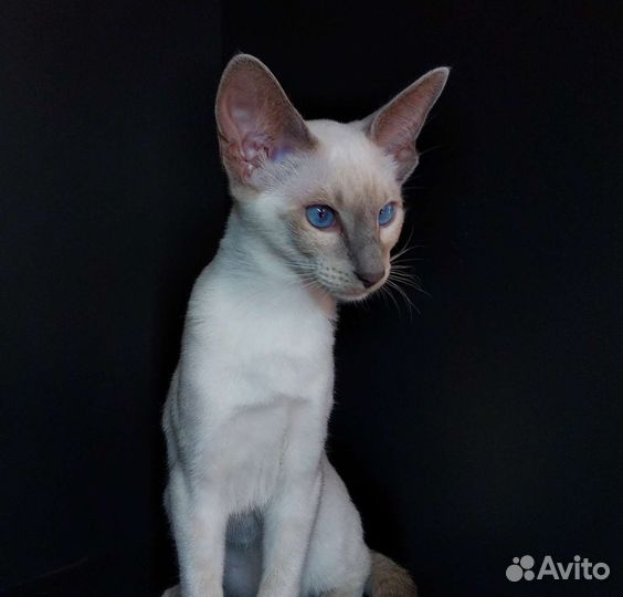 Ориентальные котята Лилак