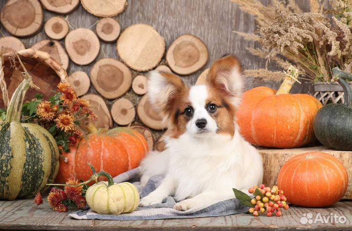 Щенки папийон (папильон)