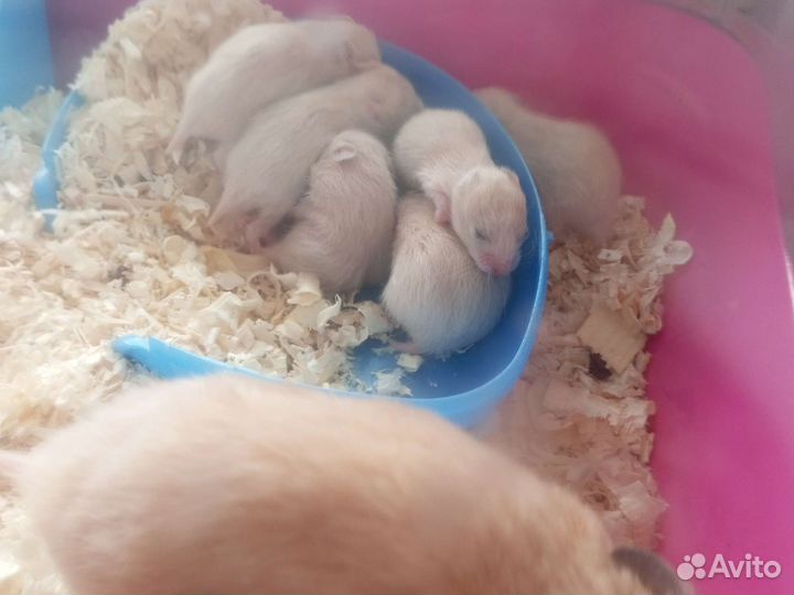 Сирийский хомяк