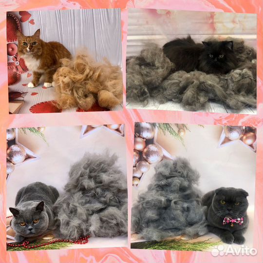 Стрижка кошек и собак, экспресс-линька, тримминг