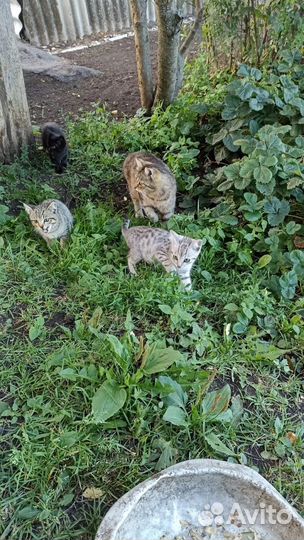 Котята в добрые руки бесплатно