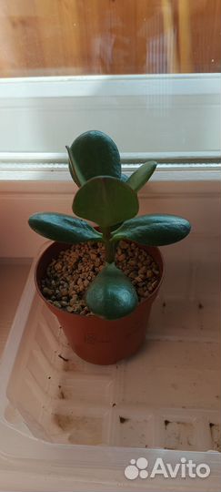 Крассула толстянка денежное