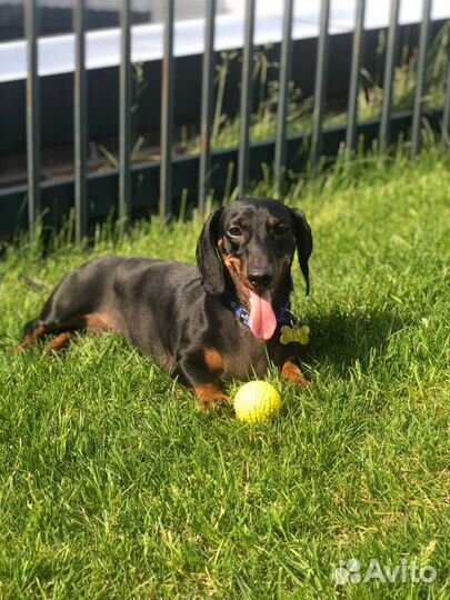 Такса вязка девочка