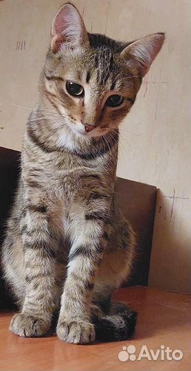 Котик (скромный)