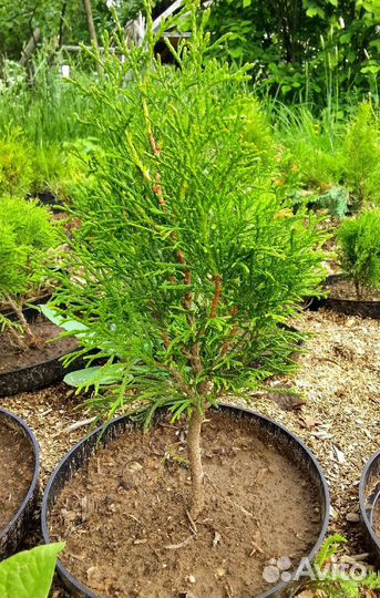 Туя смарагд