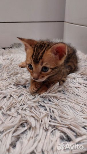 Бенгальские котята