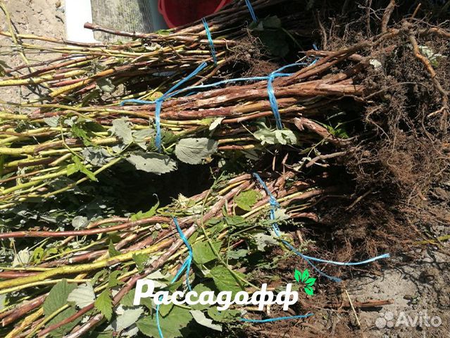 Саженцы малины. Оптом