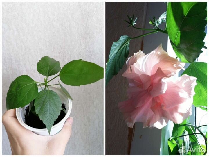 Гибискус, Драцена, Фиалки, Сенсавиерия