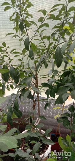 Кумкват Маргарита