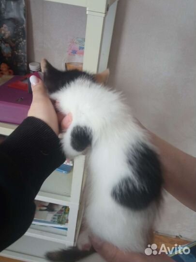 Кошка