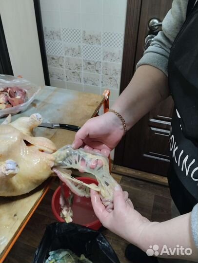 Мясо домашней курицы, цыплят