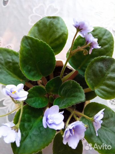 Комнатные цветы