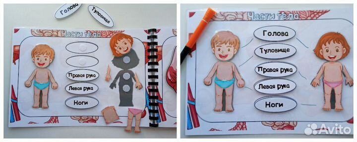 Анатомия человека для дошкольников
