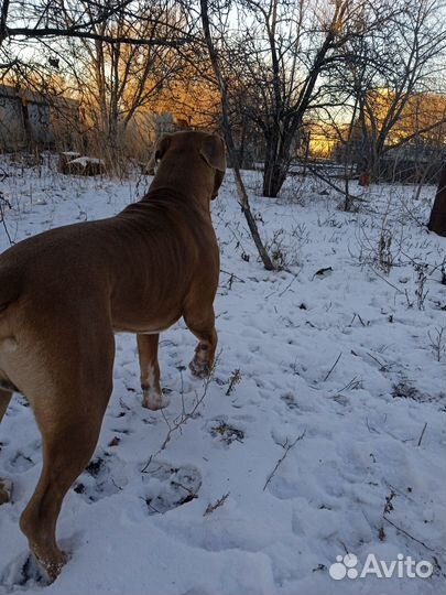 Амстафф вязка