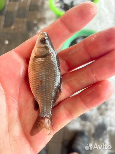 Живец карась