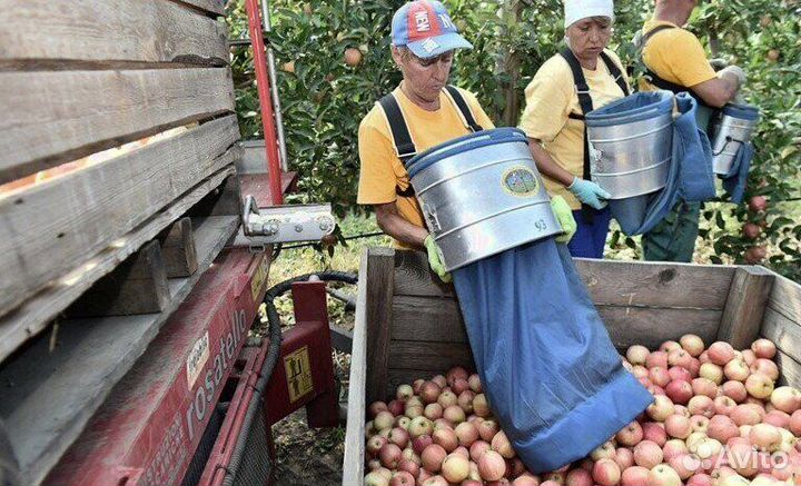 Сборщик яблок в саду с проживанием