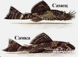 Сом анциструс самочки и самцы