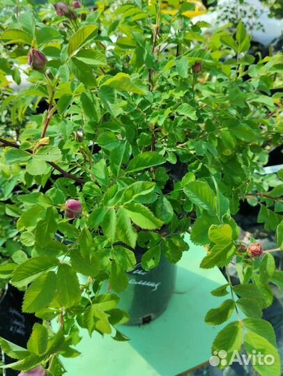 Роза, канадская неукрывная Свит Аделина, 7 литров