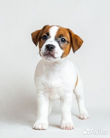 Джек Рассел терьер