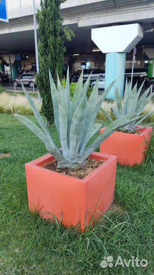 Агава голубая