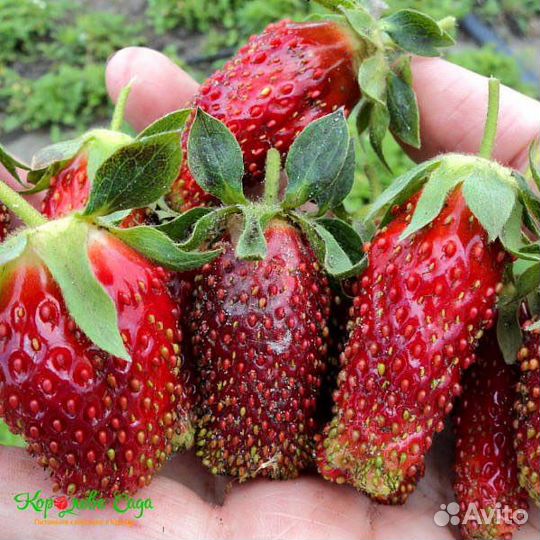 Клубника «купчиха» саженцы