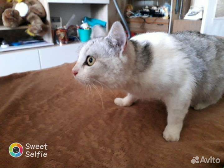Кошка в дар бесплатно