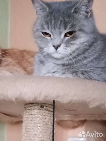 Кот и кошечка