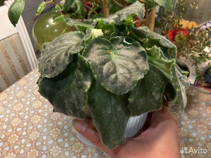 Фиалка белая